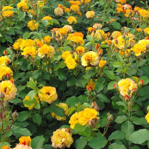 Rosen Shop - floribundarosen - gelb - rot - Rosa Surprise Party™ - diskret duftend - Robert G. Jelly - Grell gelbe Blüten, kontinuierlich, gruppenweise blühend, gute Beetrose.